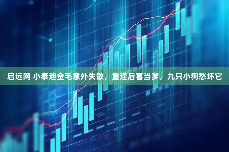 启远网 小泰迪金毛意外失散，重逢后喜当爹，九只小狗愁坏它